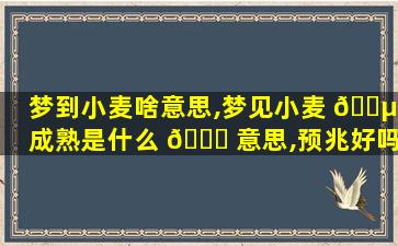 梦到小麦啥意思,梦见小麦 🐵 成熟是什么 🐈 意思,预兆好吗